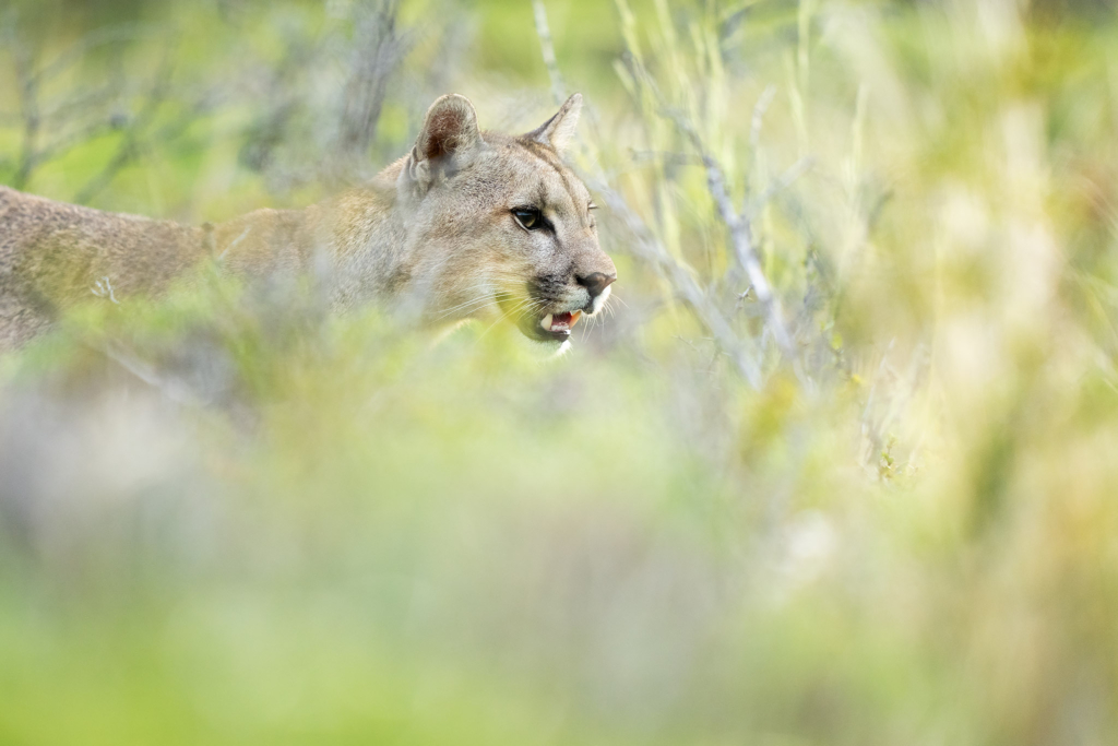 Pumor och kondorer i Patagonien, Chile. Fotoresa med Wild Nature fotoresor. Foto: Floris Smeets
Photo tour Patagonia, Condor, Mountain lion, Puma, Guanaco, Rhea, Torres del Paine