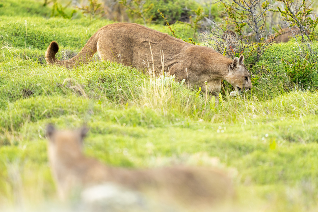 Pumor och kondorer i Patagonien, Chile. Fotoresa med Wild Nature fotoresor. Foto: Floris Smeets
Photo tour Patagonia, Condor, Mountain lion, Puma, Guanaco, Rhea, Torres del Paine