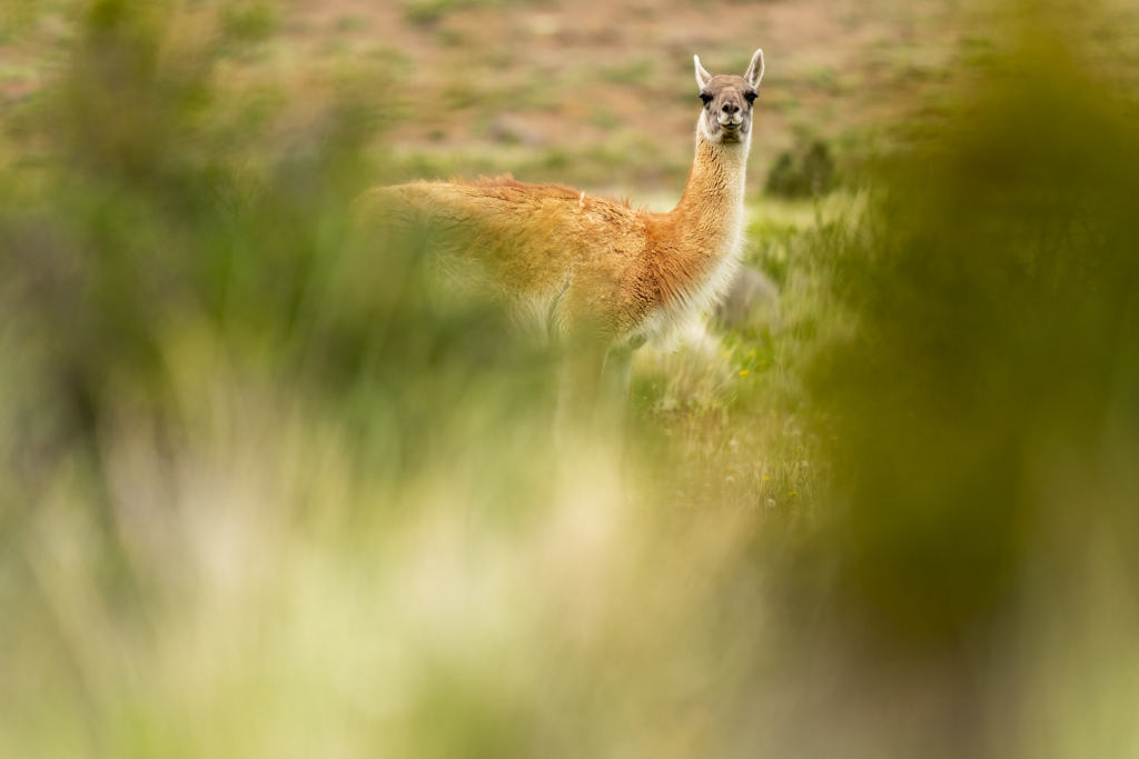 Pumor och kondorer i Patagonien, Chile. Fotoresa med Wild Nature fotoresor. Foto: Floris Smeets
Photo tour Patagonia, Condor, Mountain lion, Puma, Guanaco, Rhea, Torres del Paine