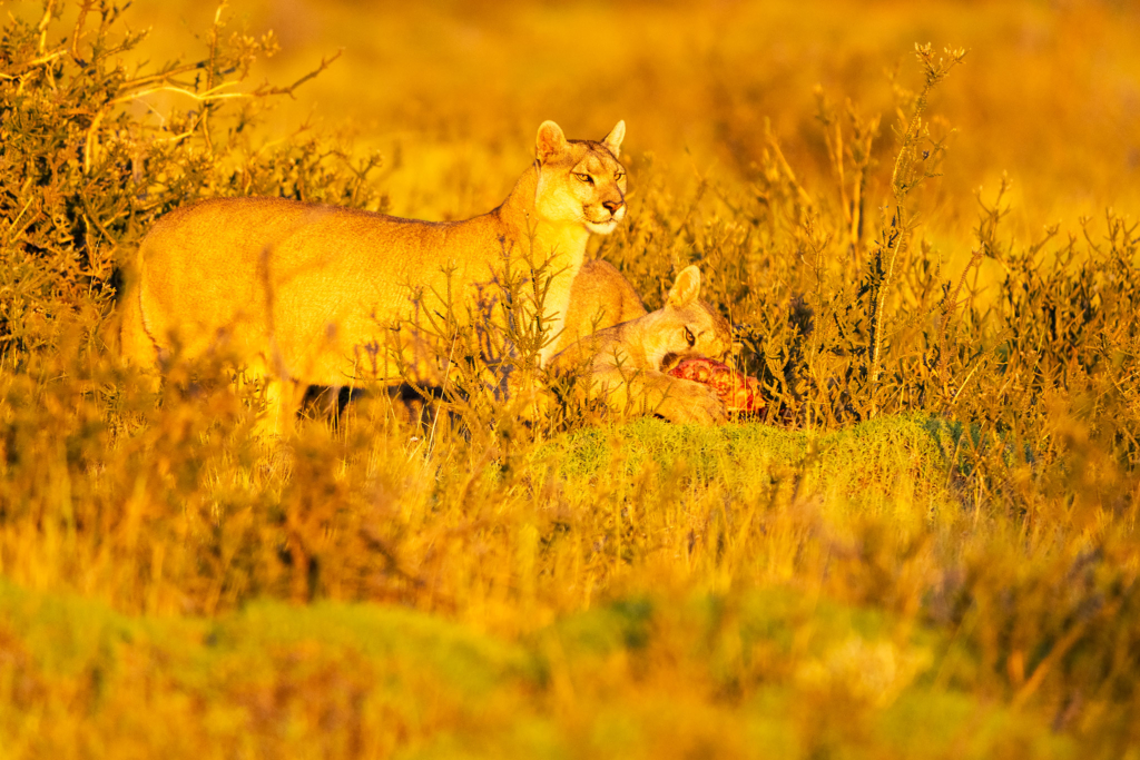 Pumor och kondorer i Patagonien, Chile. Fotoresa med Wild Nature fotoresor. Foto: Floris Smeets
Photo tour Patagonia, Condor, Mountain lion, Puma, Guanaco, Rhea, Torres del Paine