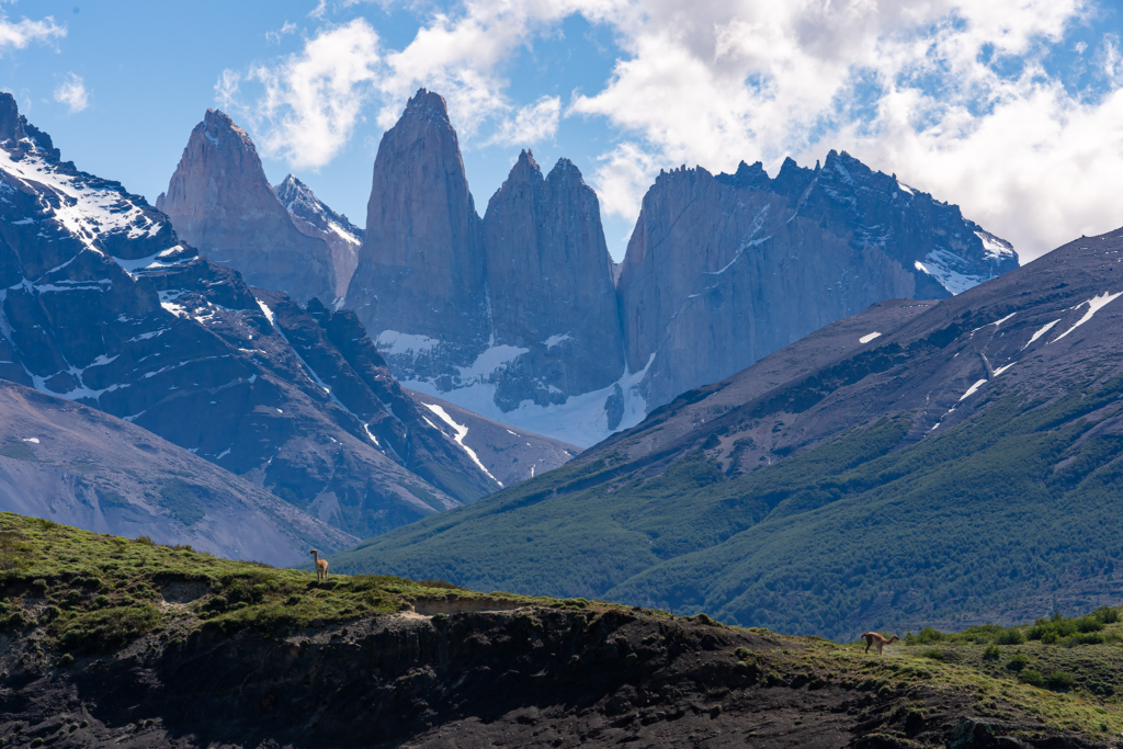 Pumor och kondorer i Patagonien, Chile. Fotoresa med Wild Nature fotoresor. Foto: Floris Smeets
Photo tour Patagonia, Condor, Mountain lion, Puma, Guanaco, Rhea, Torres del Paine