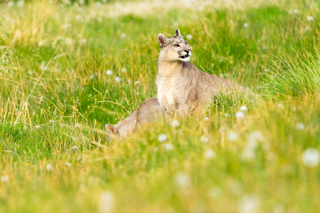 Pumor och kondorer i Patagonien, Chile. Fotoresa med Wild Nature fotoresor. Foto: Floris Smeets
Photo tour Patagonia, Condor, Mountain lion, Puma, Guanaco, Rhea, Torres del Paine