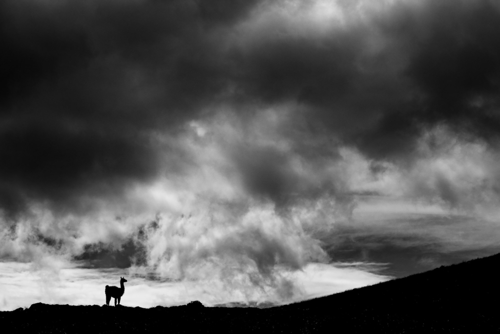 Pumor och kondorer i Patagonien, Chile. Fotoresa med Wild Nature fotoresor. Foto: Floris Smeets
Photo tour Patagonia, Condor, Mountain lion, Puma, Guanaco, Rhea, Torres del Paine