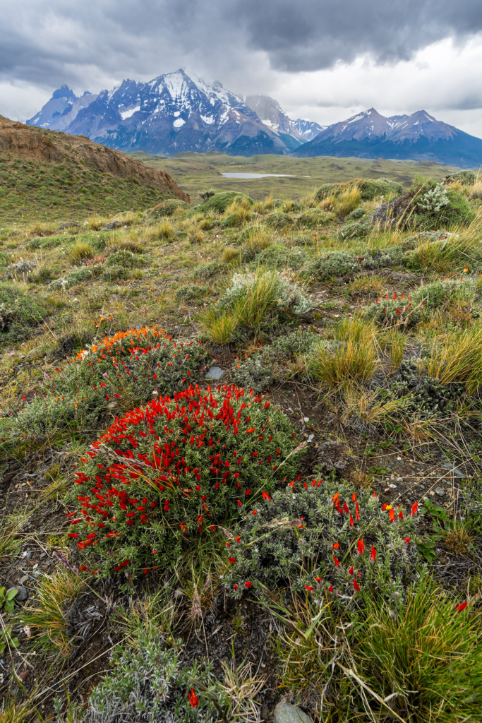 Pumor och kondorer i Patagonien, Chile. Fotoresa med Wild Nature fotoresor. Foto: Floris Smeets
Photo tour Patagonia, Condor, Mountain lion, Puma, Guanaco, Rhea, Torres del Paine