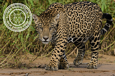 Jaguars, Giant Otters and Hyacinth Macaws Pantanal, Brazil. Photo tour with Wild Nature Photo Adventures. Photo: Henrik Karlsson