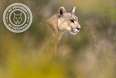 Pumor och kondorer i Patagonien, Chile. Fotoresa med Wild Nature fotoresor. Foto: Floris Smeets Photo tour Patagonia, Condor, Mountain lion, Puma, Guanaco, Rhea, Torres del Paine