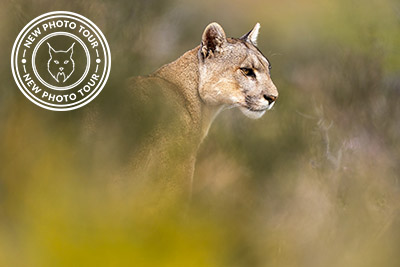 Pumas and condors in Patagonia, Chile. Photo tour with Wild Nature Photo Adventures. Photo: Floris Smeets Photo tour Patagonia, Condor, Mountain lion, Puma, Guanaco, Rhea, Torres del Paine, Wild Nature fotoresor