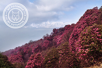 Himalayas lysande rhododendronprakt, Nepal. Fotoresa med Wild Nature fotoresor. Foto Jonathan Stenvall