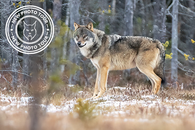 Wolfs in a wintry Finland. Photo tour with Wild Nature Photo Adventures. Photo: Jan Gyllensten. Wolf,varg